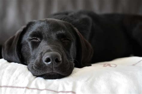 wie oft ejakulieren hunde|More.